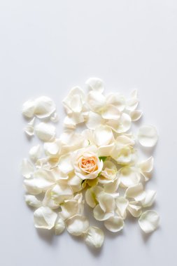 Gül yaprakları, metin için yer beyaz zemin üzerine.