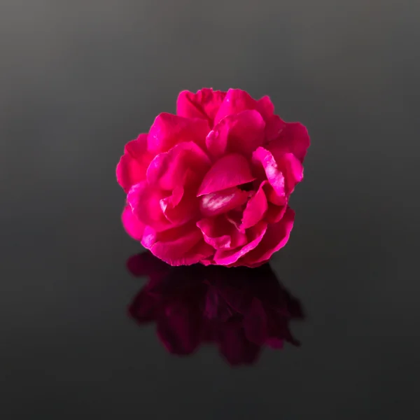 Pink rose with reflection in the dark glass background.
