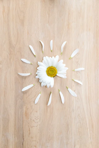 Százszorszép virág fej szirmok — Stock Fotó