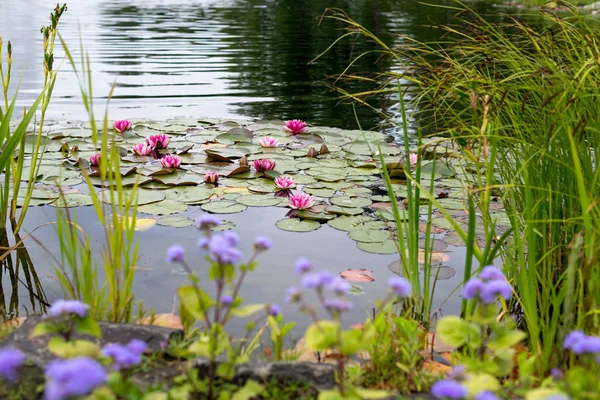 Floraison rose nénuphar ou lotus dans l'étang . — Photo