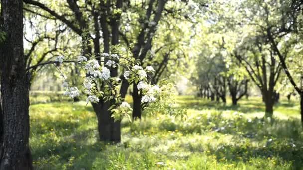 Vackra blommande apple vårträdgård. — Stockvideo