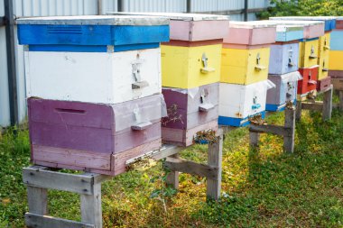 Arı kovanı çiftlik. Arı kovanı, arı kovanlarını bir alan içinde satır.
