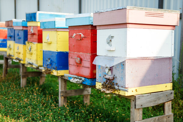 The Beehives farm. Apiary, row of bee hives in a field.