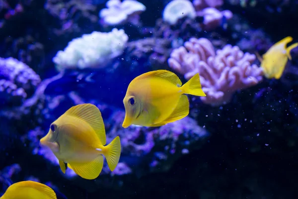 Peixes tropicais nadam perto do recife de coral. Vida subaquática . — Fotografia de Stock