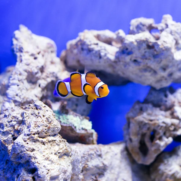 Tropické ryby plavat v blízkosti korálového útesu. Podmořský život. — Stock fotografie