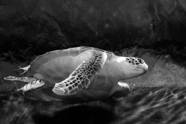 Sea turtle closeup black and white photo grain added.