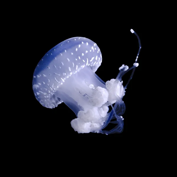 Jellyfish floating in the dark depths. Underwater world. — Stock Photo, Image