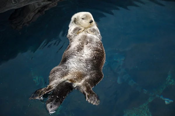 Otter spí a plave na zádech. — Stock fotografie
