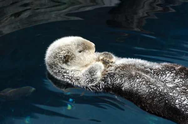 Loutre dort et flotte sur son dos . — Photo