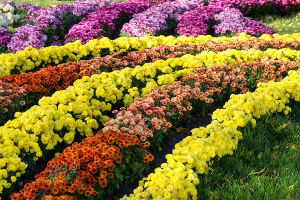 Flower beds with colorful chrysanthemums. Parkland in Kiev, Ukraine. — Stock Photo, Image