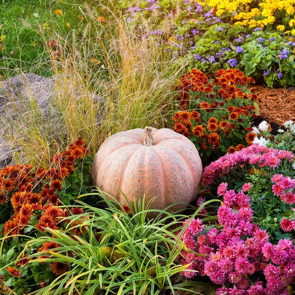 Big ripe pumpkin lying on the ground in garden among the flowers. — Stock Photo, Image