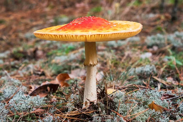 Grzyb Agaryczny Lub Muchomor Rosnący Lesie Amanita Muscaria Toksyczny Grzyb — Zdjęcie stockowe