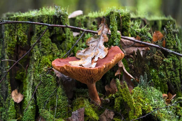 Lactarius Rufus Jadalny Grzyb Jesiennym Lesie Rufous Mleka Lub Czerwonym — Zdjęcie stockowe