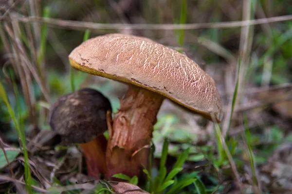 Fungo Commestibile Nella Foresta Autunnale Funghi Commestibili Rosso Bruni Nel — Foto Stock