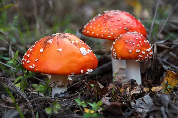 Grzyby Agaryczne Lub Muchomory Rosnące Lesie Amanita Muscaria Toksyczne Grzyby — Zdjęcie stockowe