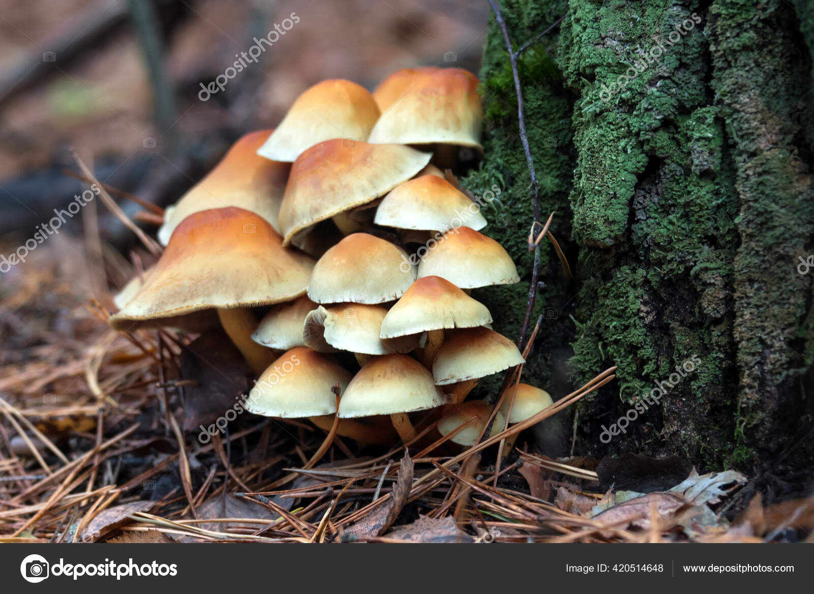 Enokitake Mushroom Enoki Futu Seafood Mushroom Growing Edible Gourmet Medicinal Stock Photo by