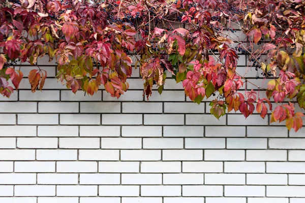 Tuğla Duvarda Büyüyen Kırmızı Sonbahar Üzümünün Doğal Çerçevesi Seçici Odak — Stok fotoğraf