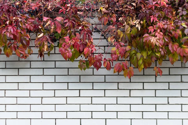 Tuğla Duvarda Büyüyen Kırmızı Sonbahar Üzümünün Doğal Çerçevesi Seçici Odak — Stok fotoğraf