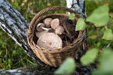 Yerel ormandan taze yabani mantar topladım. Ağaç gövdeleri arasında yeşil çimlerin üzerinde hasır bir sepette lezzetli organik mantarlar. Macrolepiota procera, şemsiye mantarı..