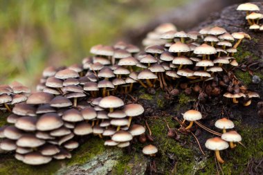 Enokitake mantarı, enoki, futu, deniz ürünleri mantarı, yenilebilir gurme ve ağaçlarda tıbbi mantar yetiştirme. Yeşil yosun ve düşen yapraklarla çevrili sonbahar çam ormanlarında yetişen mantarlar. Yumuşak odak