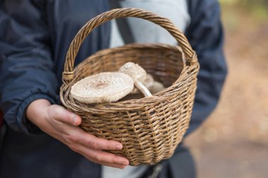 Yerel ormandan taze yabani mantar topladım. Hasır sepet ve yenilebilir mantar tutan bir kadın. Pişirmek için lezzetli organik mantarlar. Macrolepiota procera, şemsiye mantarı..