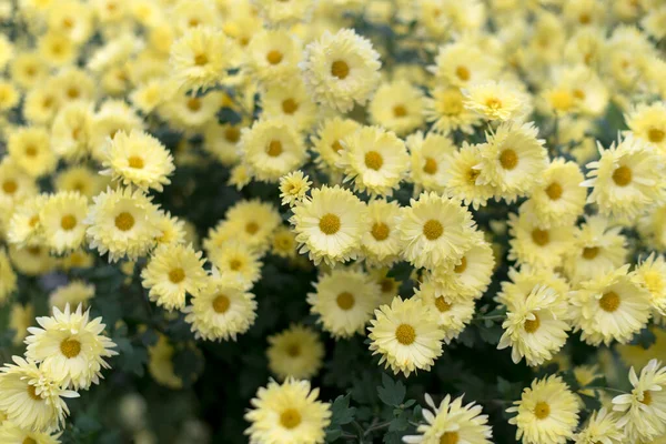 Жовті Хризантеми Осінньому Саду Природа Осіннього Квіткового Фону Сезон Цвітіння — стокове фото