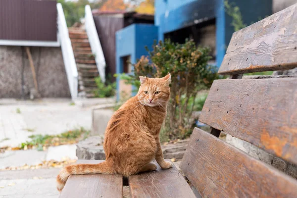 Gato vadio vermelho sentado no banco de madeira em um parque da cidade. Conceito de protecção e adopção dos animais — Fotografia de Stock