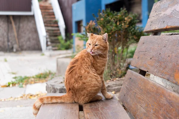 Gato vadio vermelho sentado no banco de madeira em um parque da cidade. Conceito de protecção e adopção dos animais — Fotografia de Stock