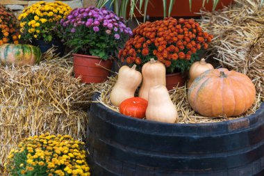 Doğal saman balyası, balkabağı, çiçekler ve eski ahşap fıçılarla sonbahar dekoru. Cadılar Bayramı için hasat ve bahçe dekorasyonları, Şükran Günü, sonbahar sezonu natürmort. Sonbahar biçimli kompozisyon.