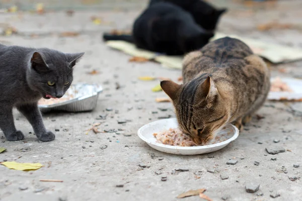 Gatos corpulentos a comer na rua. Um grupo de gatos de rua sem-teto e famintos comendo alimentos dados por voluntários. Alimentando um grupo de gatos selvagens vadios, proteção animal e conceito de adoção — Fotografia de Stock