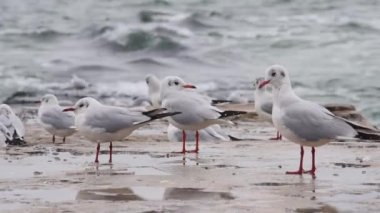 Vahşi martı ailesi gün boyunca beton iskele rıhtımında dinleniyor. Vahşi yaşam deniz kuşları, kuş gözlemcileri, vahşi yaşam hayvanları. Karadeniz kıyısındaki taşların üzerindeki martılar..