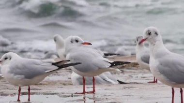 Vahşi martı ailesi gün boyunca beton iskele rıhtımında dinleniyor. Vahşi yaşam deniz kuşları, kuş gözlemcileri, vahşi yaşam hayvanları. Karadeniz kıyısındaki taşların üzerindeki martılar..
