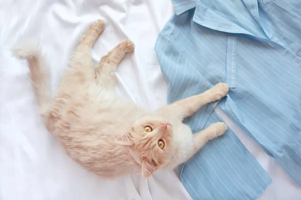 Gato Peludo Rojo Acostado Cama Con Pijama Piso Con Ropa —  Fotos de Stock