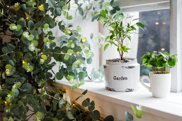 Indoor garden on the windowsill. Home gardening concept. Green home houseplants in real room interior.