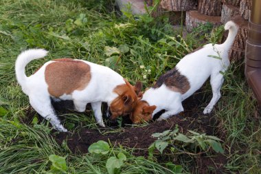 Bir çift Jack Russell teriyeri arka bahçede bir köpek yuvası kazıyor.