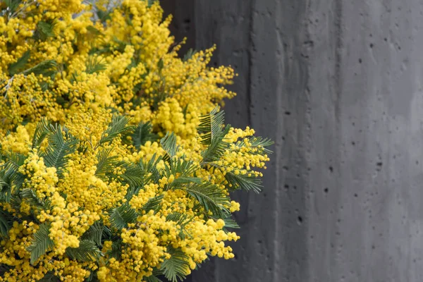 Bright spring mimosa flowers. Festive spring season concept. Symbol of 8 March, women\'s day. Mimosa branches, yellow flowers bouquet, copyspace for text.