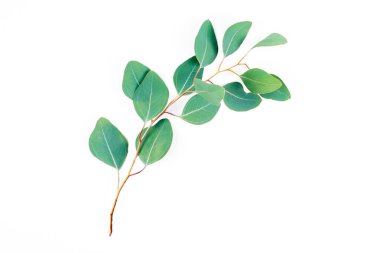 Okaliptüs dalı beyaz arka planda izole edilmiş. Okaliptüs yaprakları, düzlük, metin için telif alanı olan üst görünüm. En az botanik tasarımı.