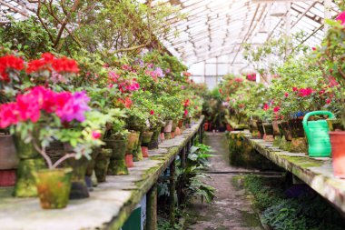 Eski serada çiçekler var. Antika bir serada yetişen Rhododendron çiçekleri ve tropikal bitkiler