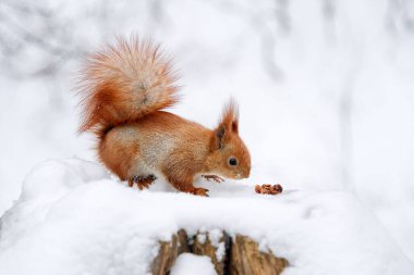 Tatlı tüylü sincap, kış ormanında beyaz bir karla fındık yiyor.