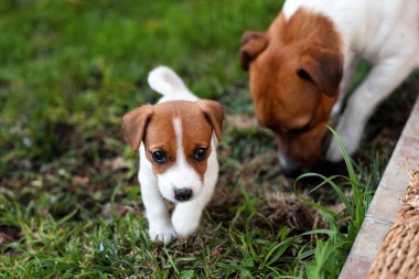 Jack Russell köpekleri çim çayırında oynuyorlar. Köpek yavrusu ve yetişkin köpek dışarıda parkta, yaz mevsiminde.