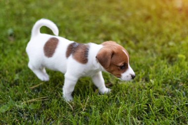 Çim çayırında Jack Russell Dog. Küçük köpek yavrusu parkta yürüyor, yaz boyunca..