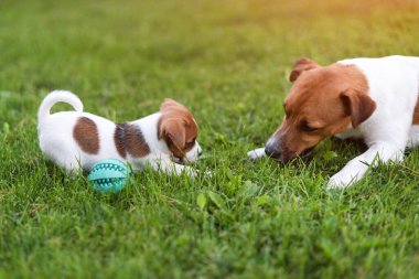 Jack Russell köpekleri çim çayırında oynuyorlar. Köpek yavrusu ve yetişkin köpek dışarıda parkta, yaz mevsiminde.