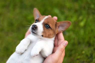 Sevimli köpek yavrusu Jack Russel 'ı elinde tutan adam