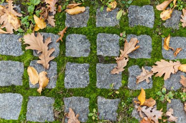 Yürüyüş yolunda sonbahar yaprakları, metin için boşluk kopyala