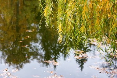 Sarı ağaçlı sonbahar gölü