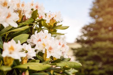Parkta açan güzel bahar çiçekleri.