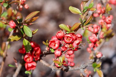 Güzel çiçek açan Japon kirazı Sakura. Bir bahar günü yakın plan çiçekli arka plan