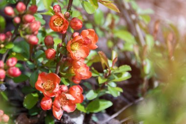Güzel çiçek açan Japon kirazı Sakura. Bir bahar günü yakın plan çiçekli arka plan