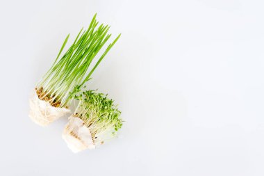 Beyaz arkaplanda büyüyen mikro yeşiller ve metin için boş alan. Sağlıklı beslenme konsepti taze bahçenin organik olarak yetiştirilmesinin bir sağlık sembolü olduğunu gösterir. Üst görünüm