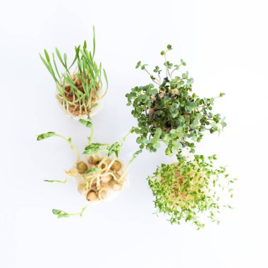 Beyaz arka planda büyüyen mikro yeşiller. Sağlıklı beslenme konsepti taze bahçenin organik olarak yetiştirilmesinin bir sağlık sembolü olduğunu gösterir. Üst görünüm